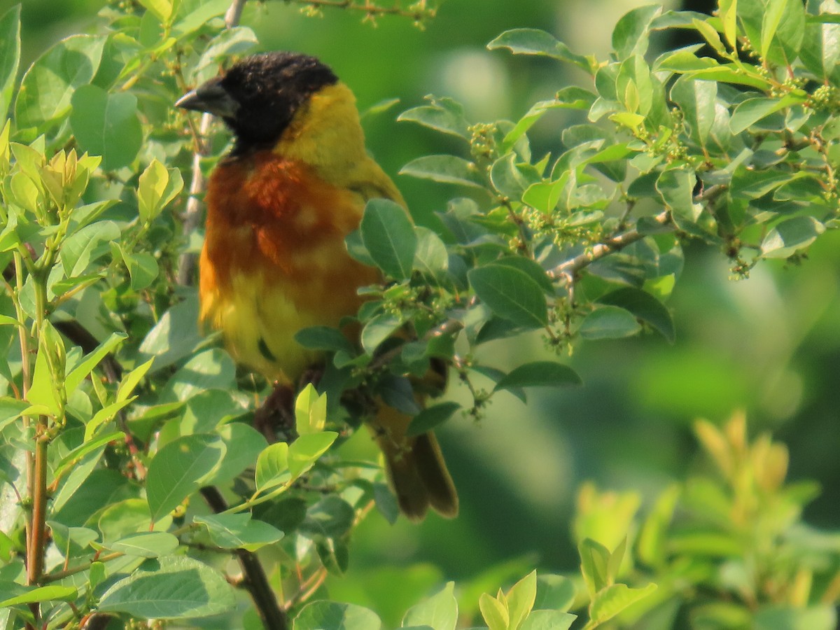 Black-headed Weaver - ML645381934