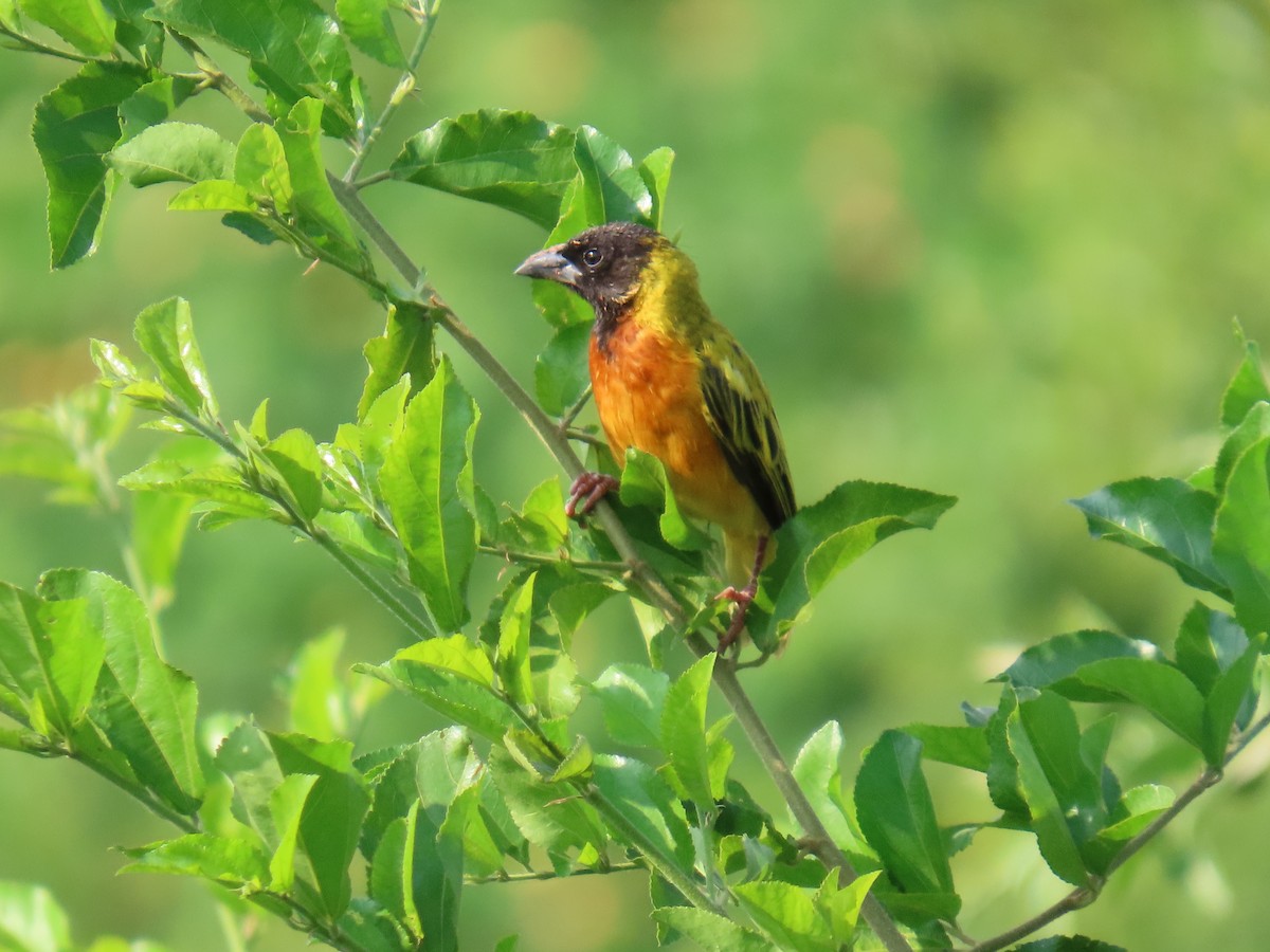 Black-headed Weaver - ML645381935
