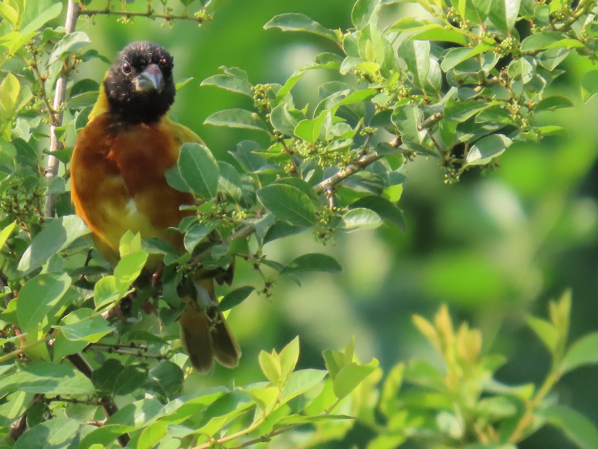 Black-headed Weaver - ML645381936