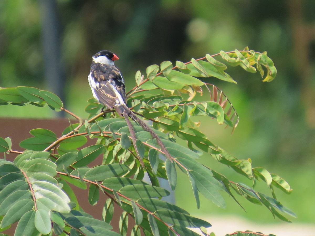 Pin-tailed Whydah - ML645381940