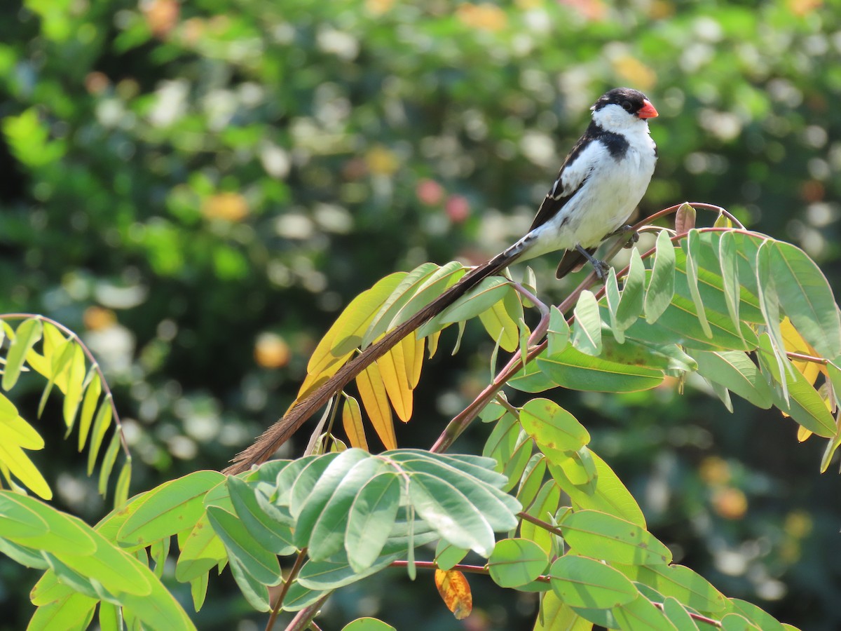 Pin-tailed Whydah - ML645381941
