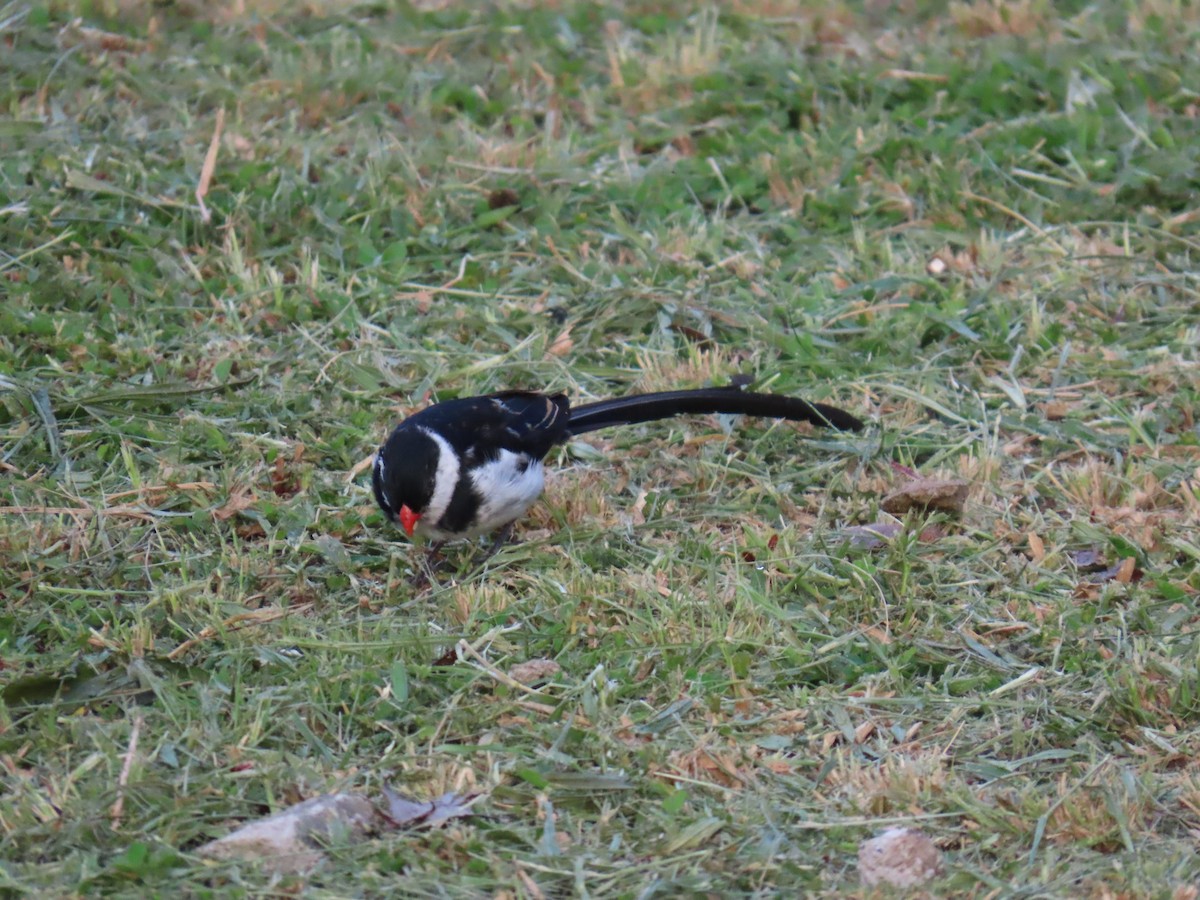 Pin-tailed Whydah - ML645381942