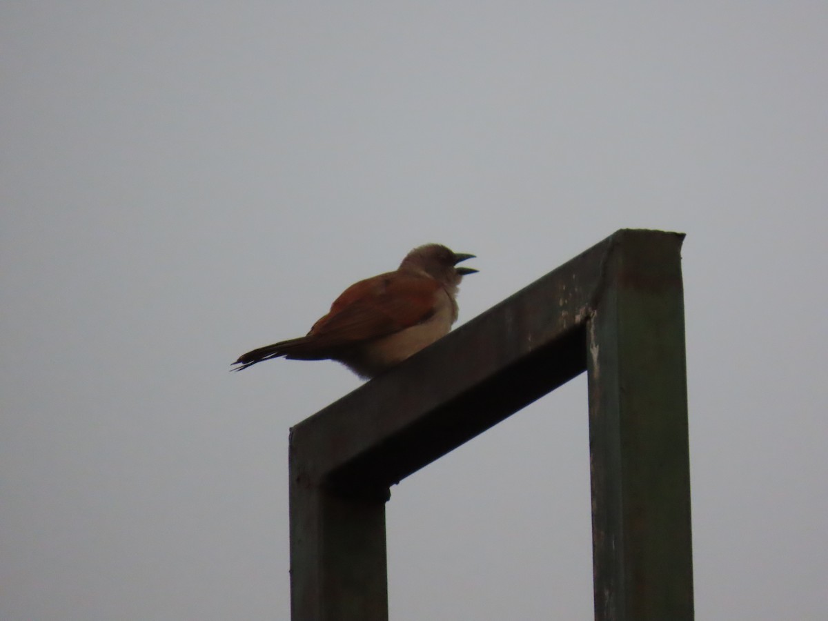 Northern Gray-headed Sparrow - ML645381946
