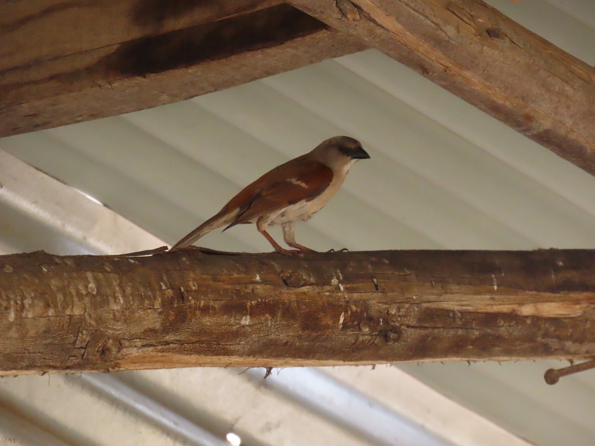 Northern Gray-headed Sparrow - ML645381947