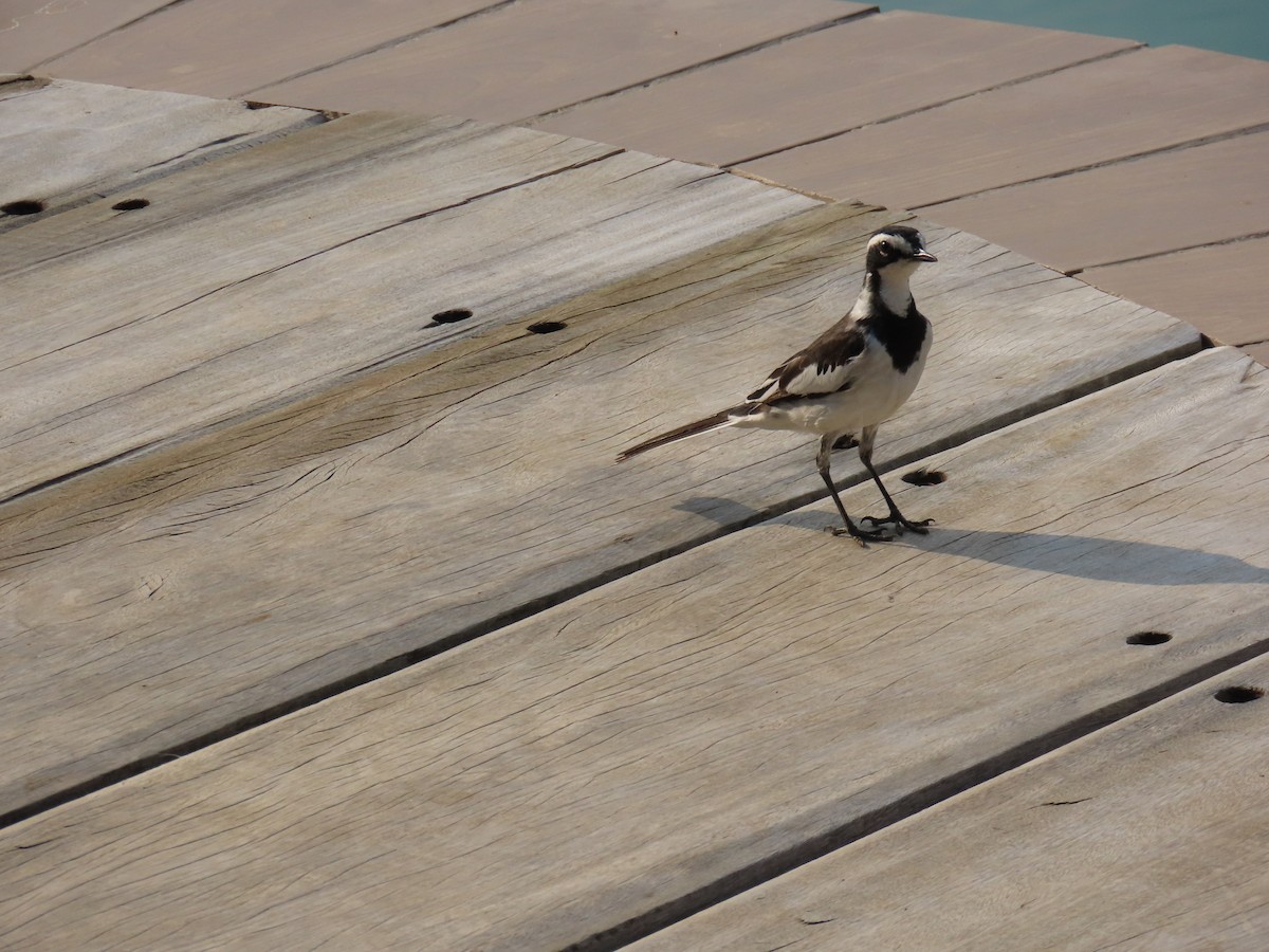 African Pied Wagtail - ML645381949