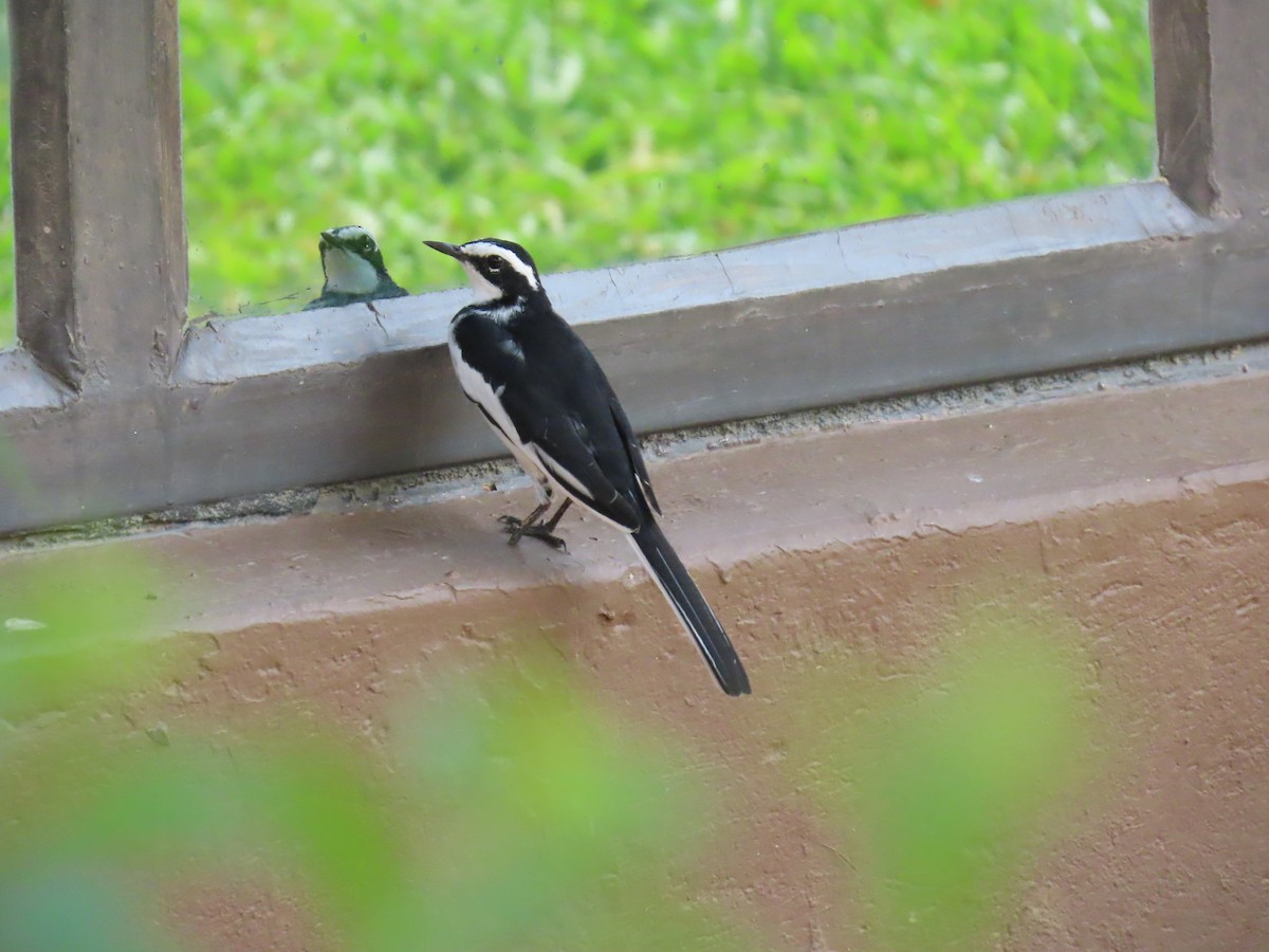 African Pied Wagtail - ML645381950