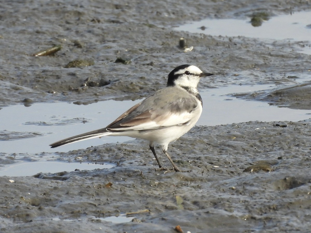 linerle (lugens) (hvitvingeerle) - ML645381955