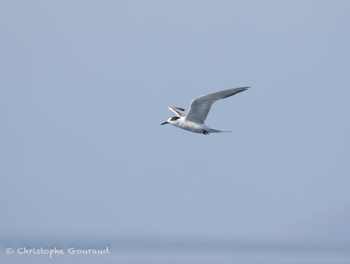 Речная крачка (longipennis) - ML645381958