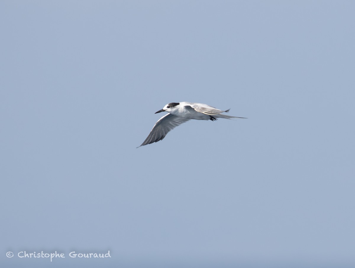 Речная крачка (longipennis) - ML645381959