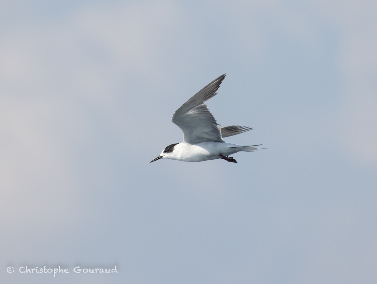 Речная крачка (longipennis) - ML645381960