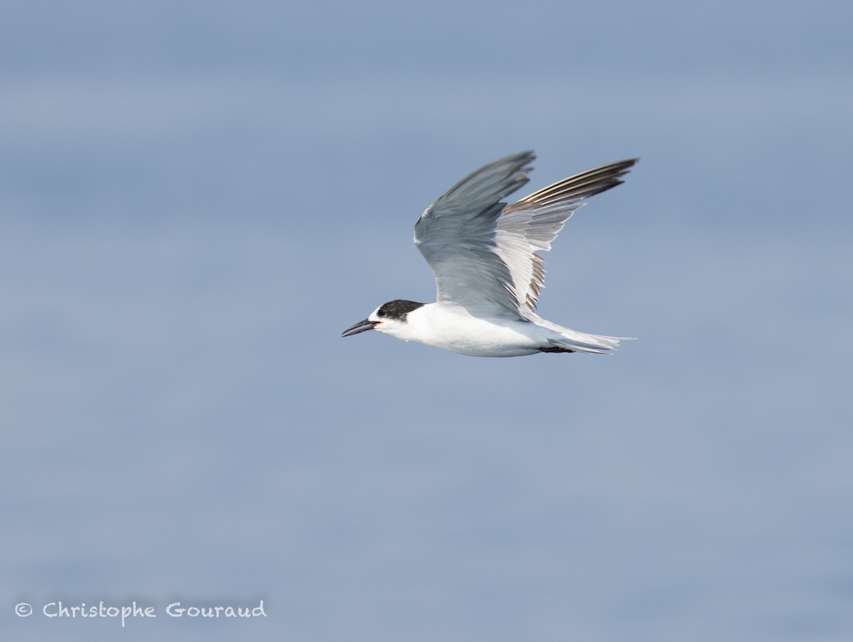 Речная крачка (longipennis) - ML645381961