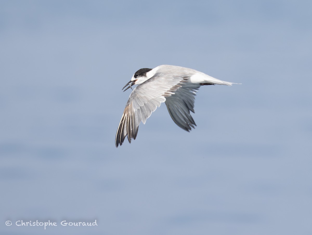 Речная крачка (longipennis) - ML645381962