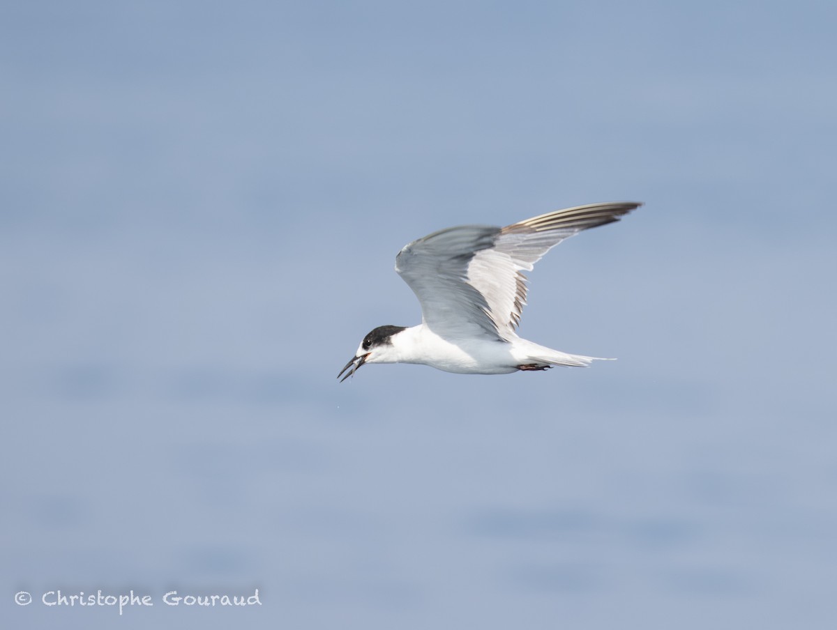 Речная крачка (longipennis) - ML645381963