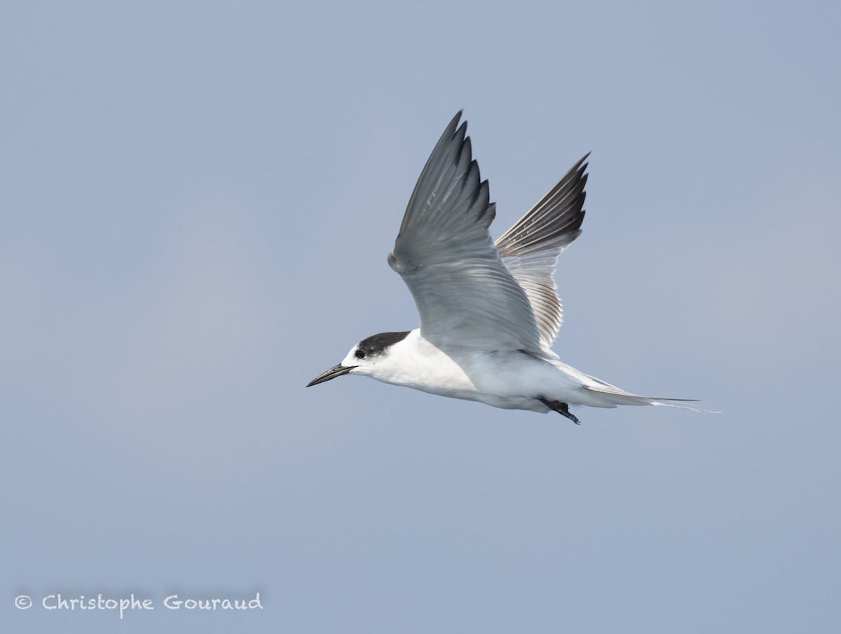 Речная крачка (longipennis) - ML645381964