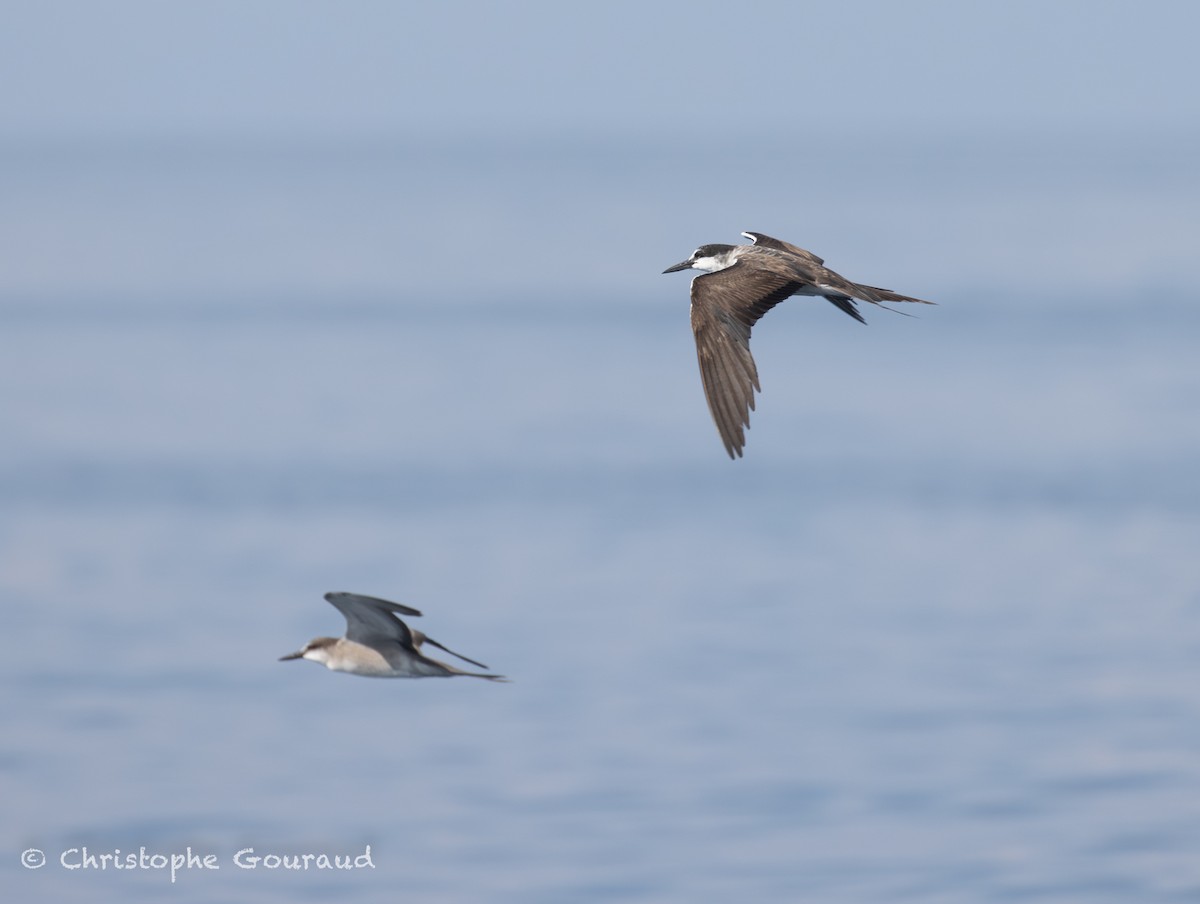 Txenada bridaduna - ML645381967