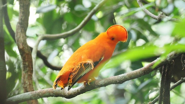 Гребенечуб гвіанський - ML645381969