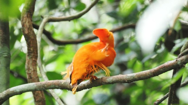 Гребенечуб гвіанський - ML645381971