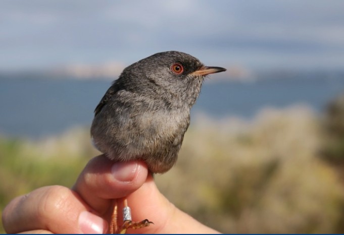 Marmora's Warbler - ML645381972