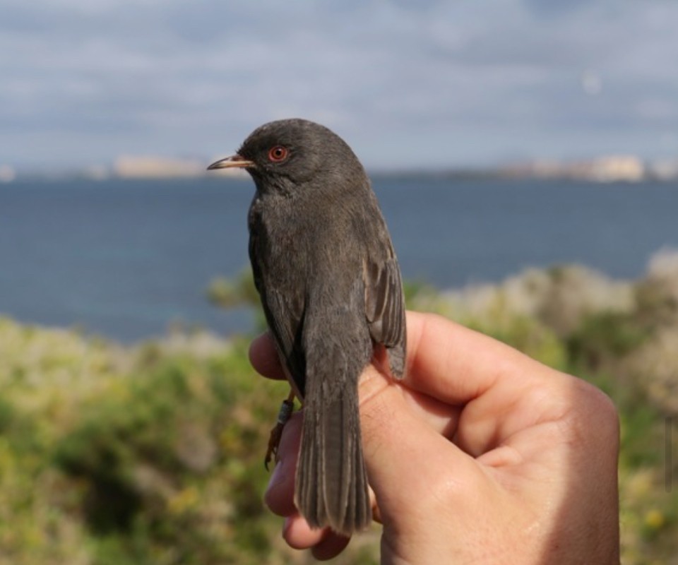 Marmora's Warbler - ML645381973