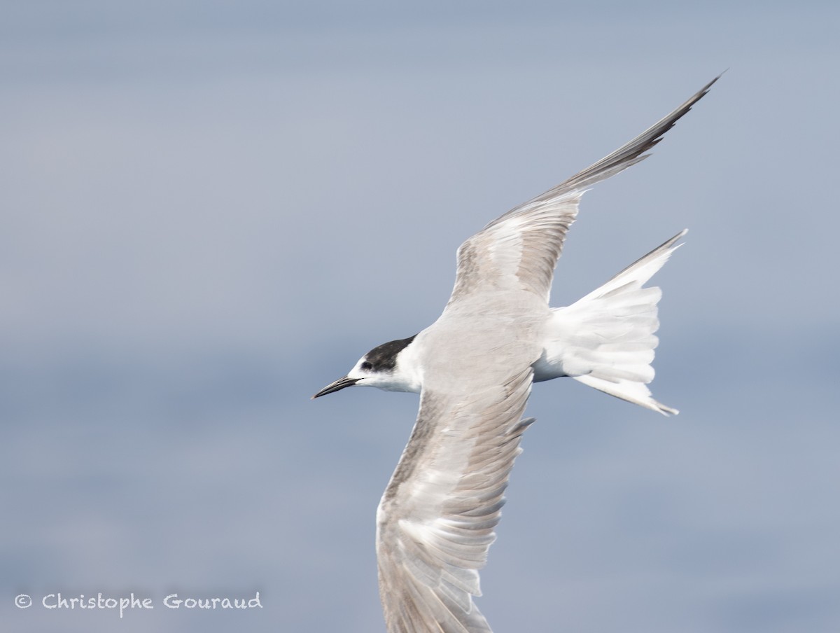 Речная крачка (longipennis) - ML645381975