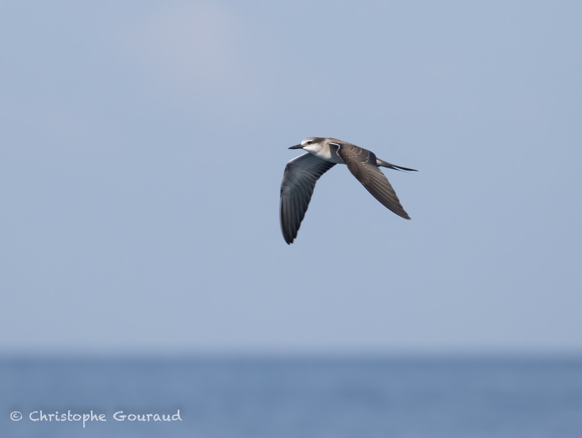 Txenada bridaduna - ML645381976
