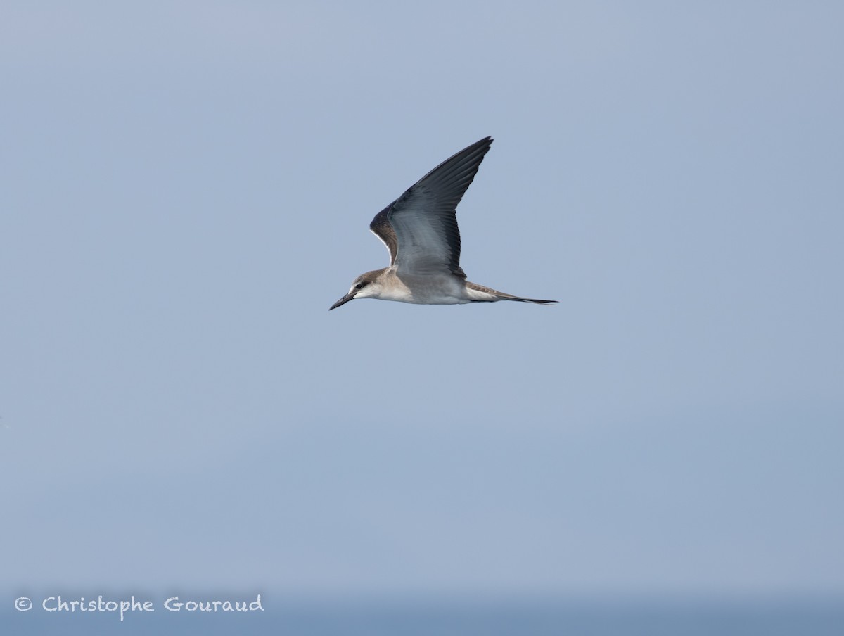 Txenada bridaduna - ML645381977