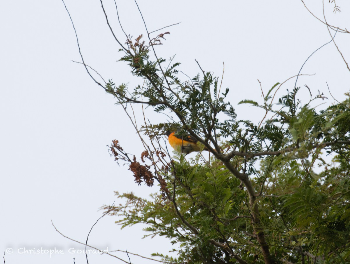 Small Minivet - ML645381992