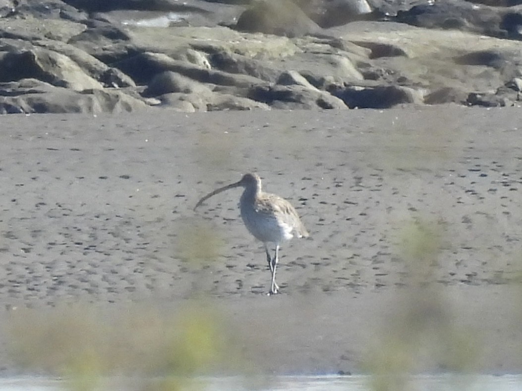 storspove - ML645381993