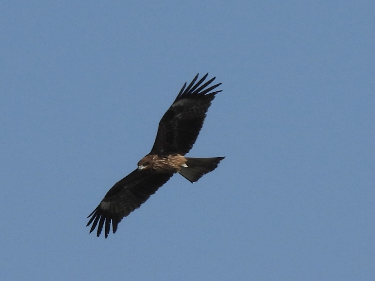 svartglente (lineatus/formosanus) (asiasvartglente) - ML645382002