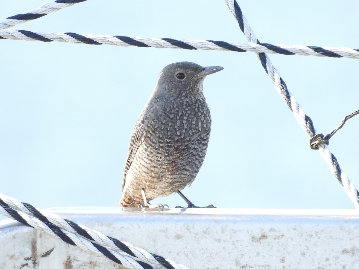 blåtrost (philippensis) - ML645382011