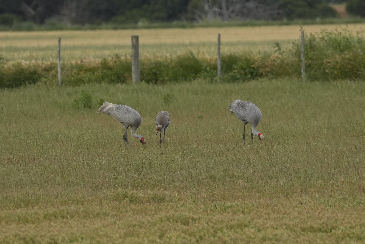 Brolga - ML645382017