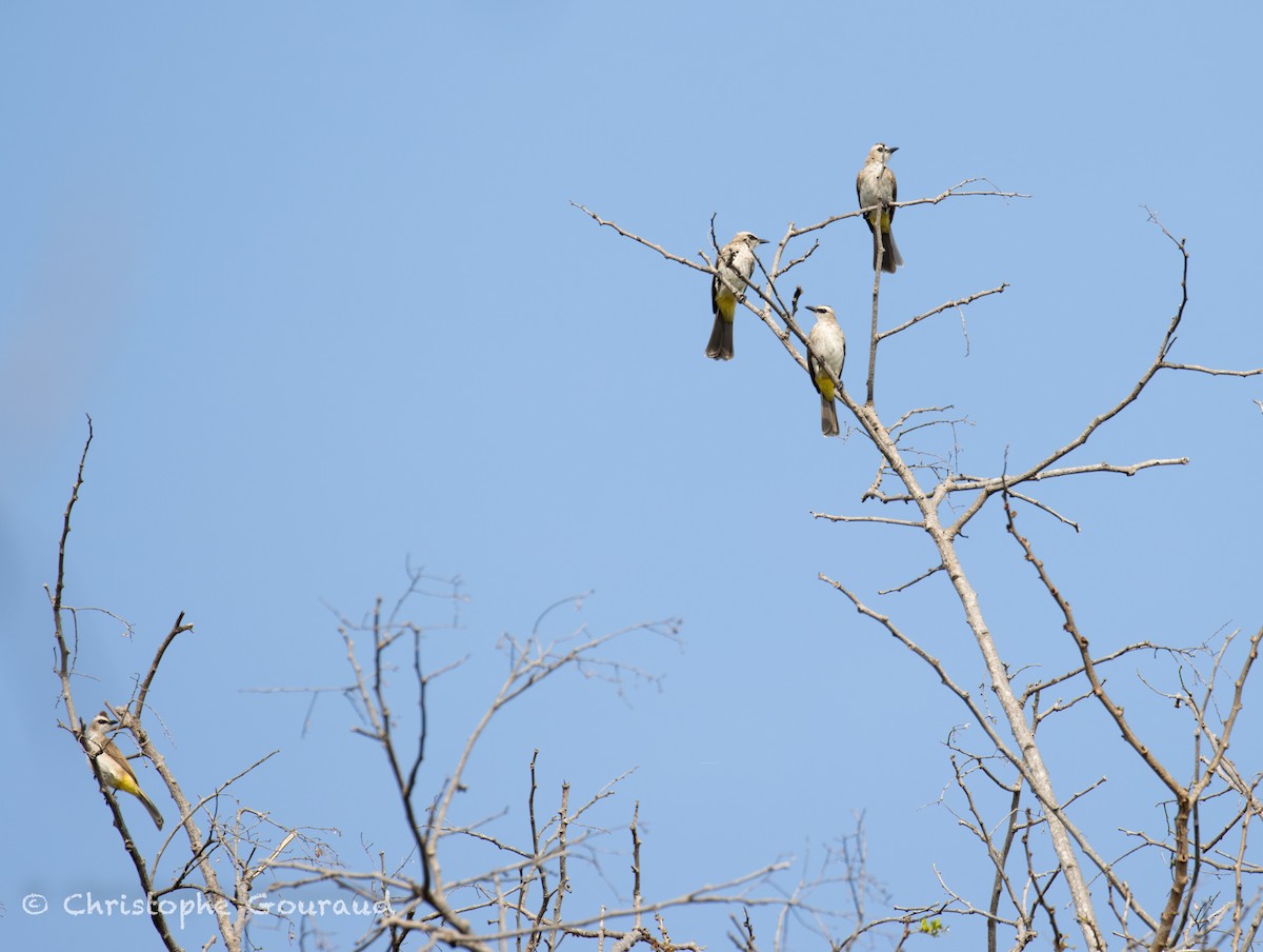 Yellow-vented Bulbul - ML645382023