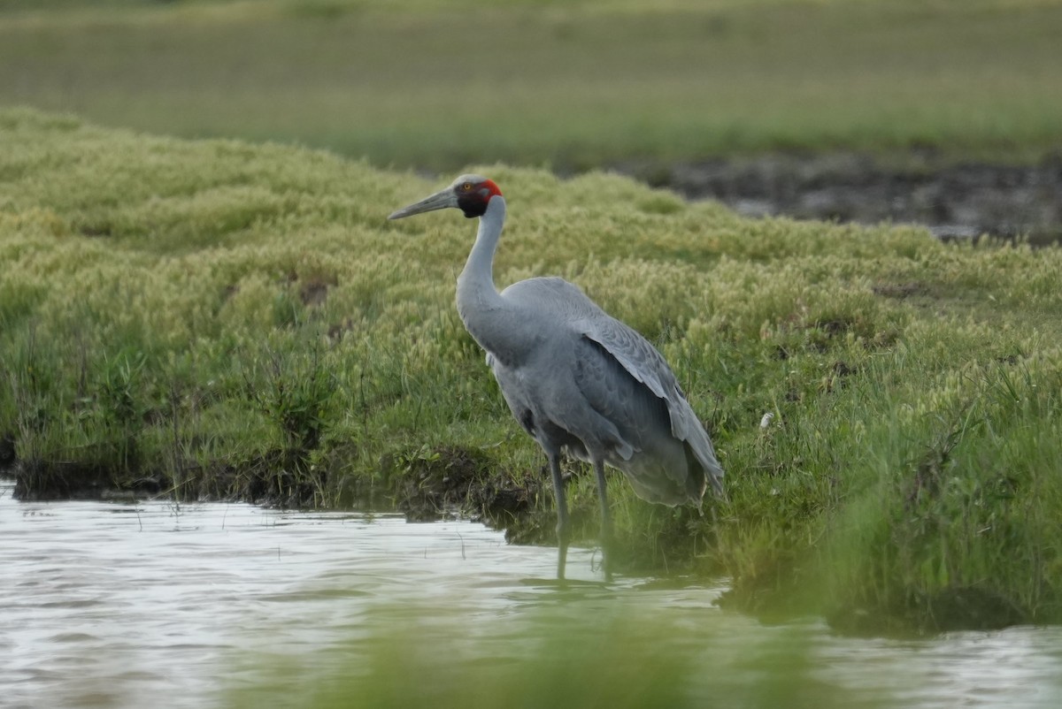 Brolga - ML645382024