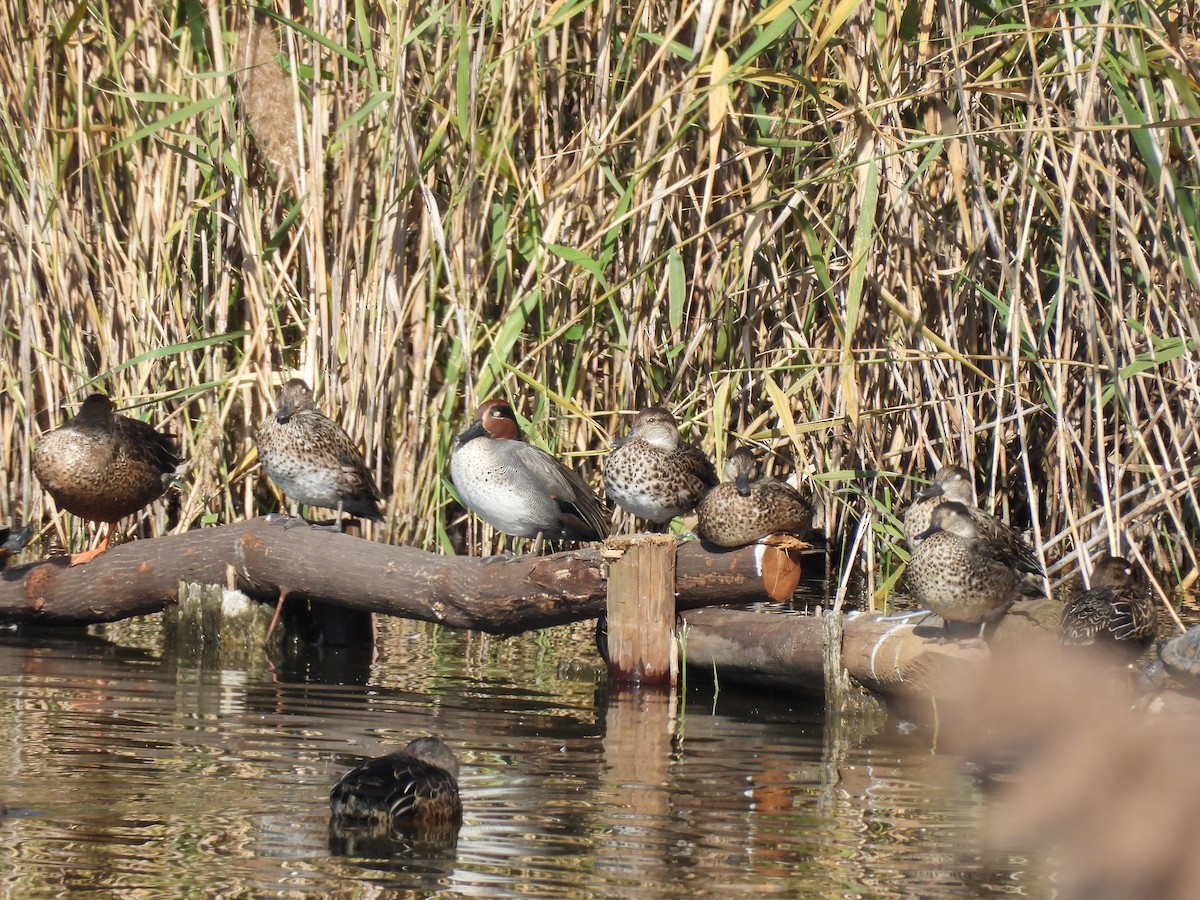 krikkand (crecca) - ML645382025