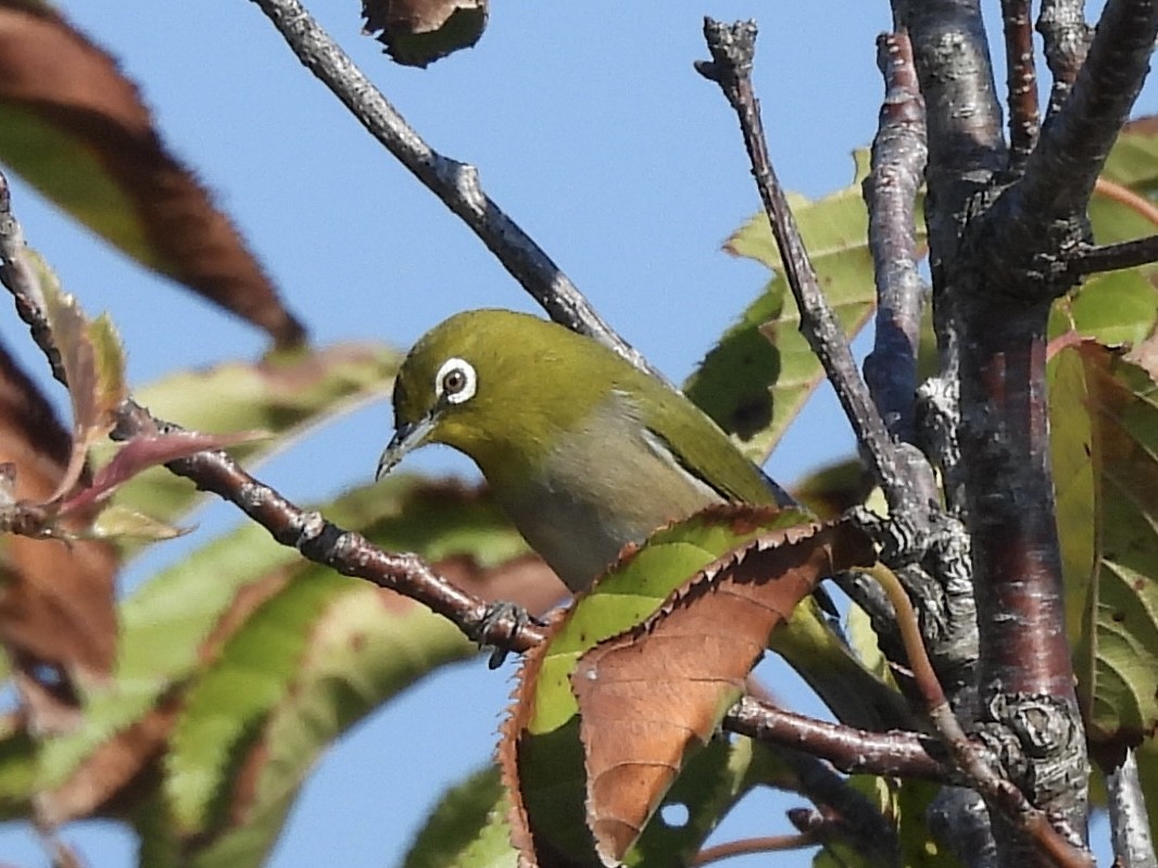 hagebrillefugl - ML645382032