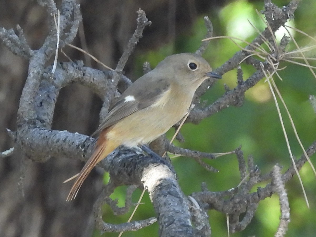 aurorarødstjert - ML645382036