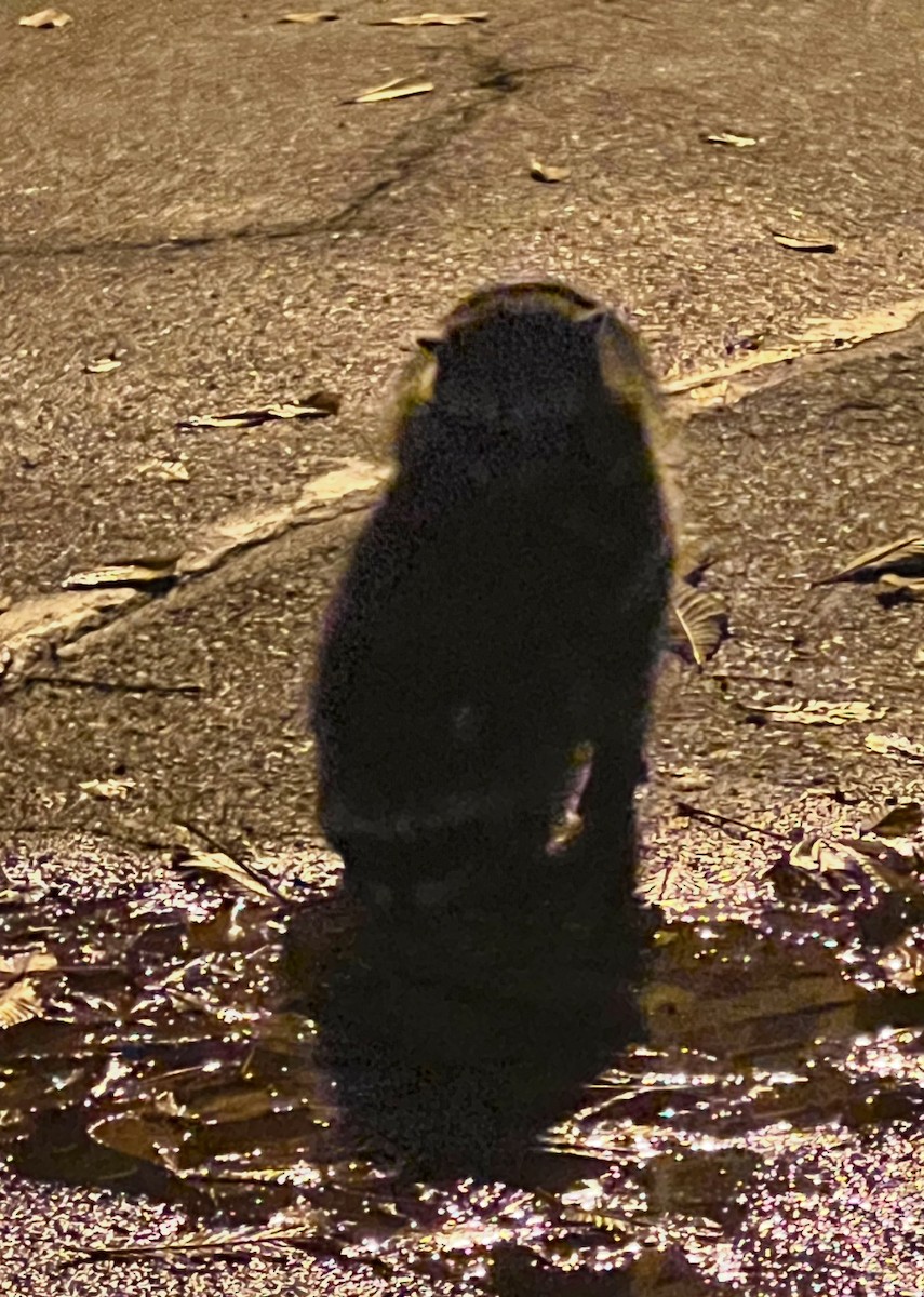 Common Raccoon - ML645382039