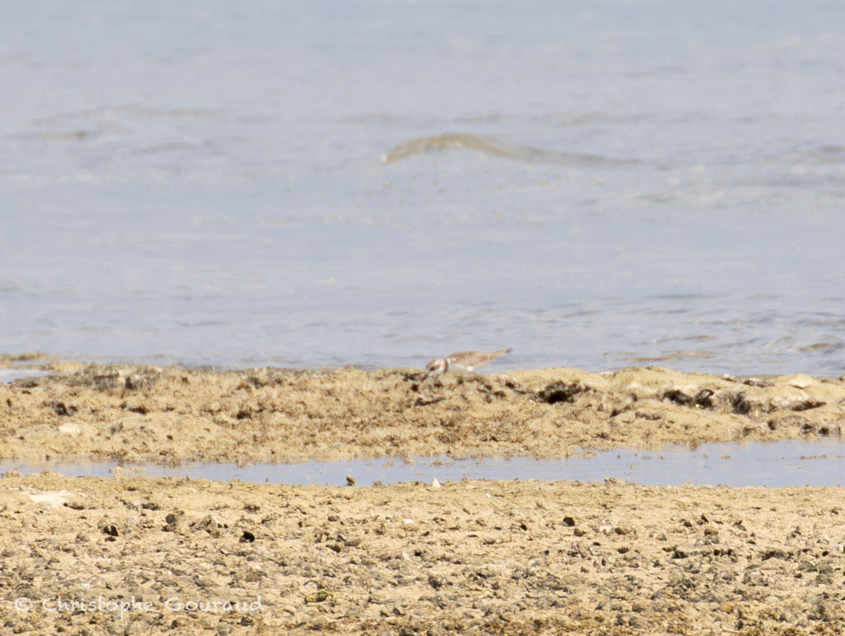 kulík jávský - ML645382052