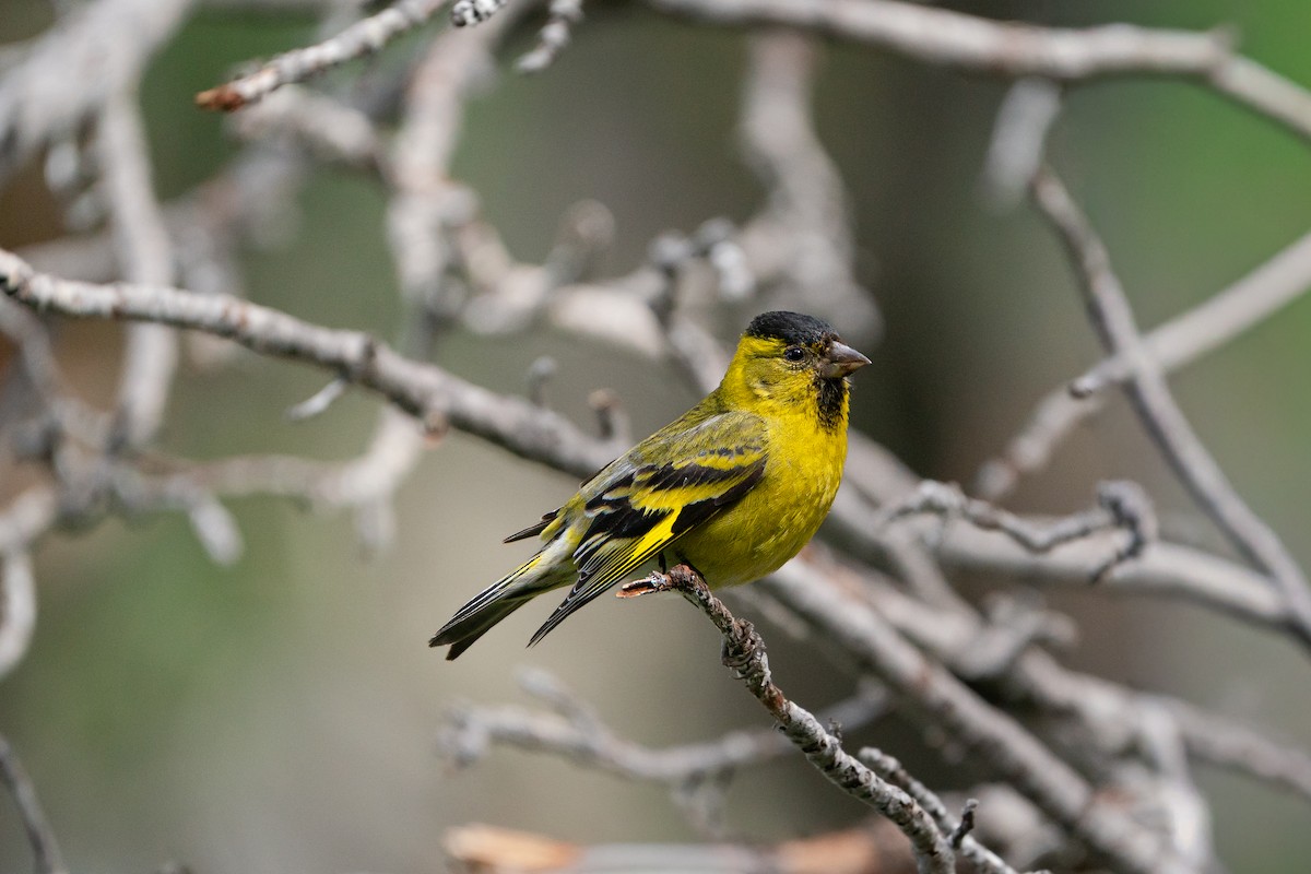 čížek vousatý - ML645382059