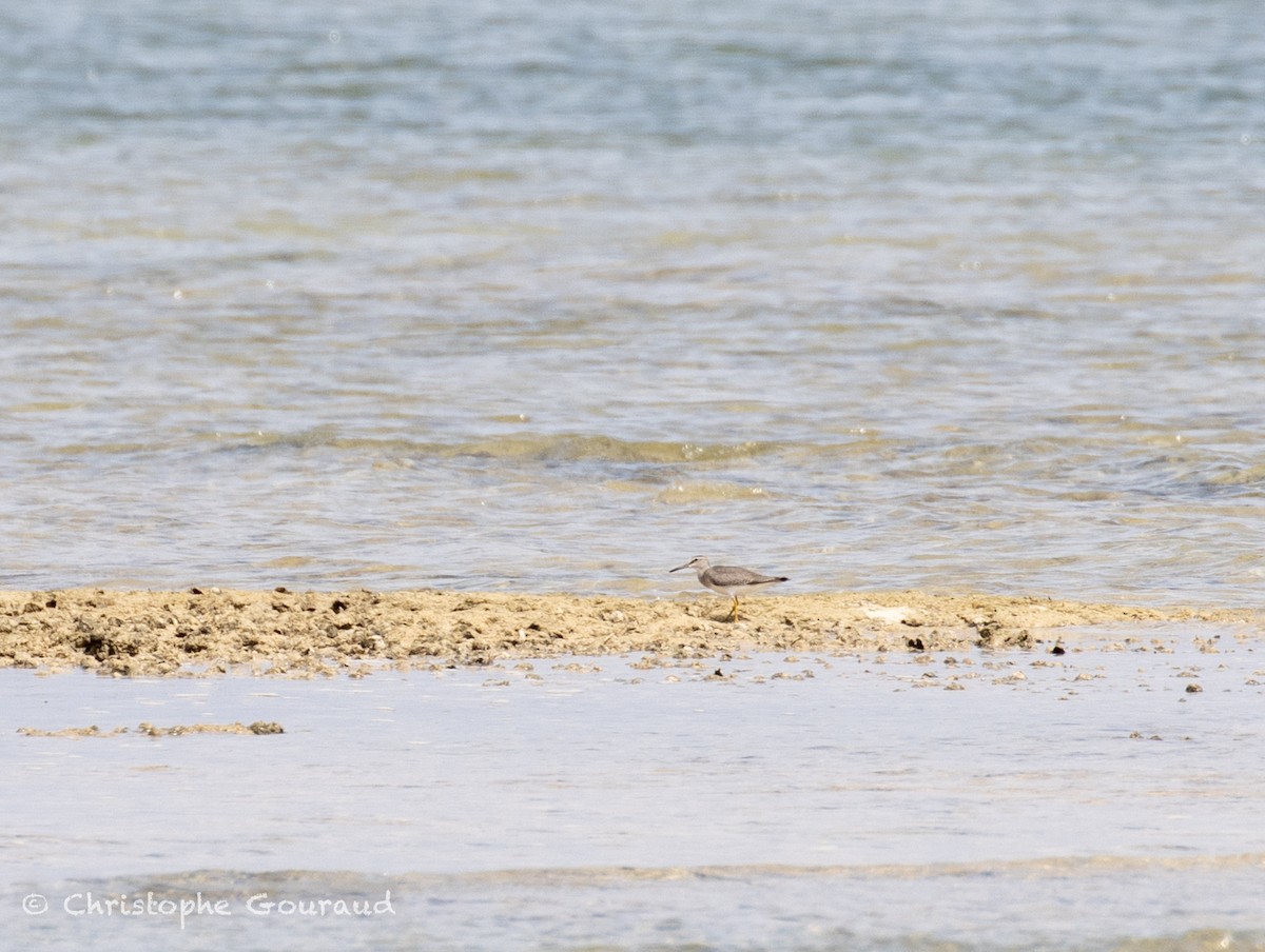 キアシシギ - ML645382061