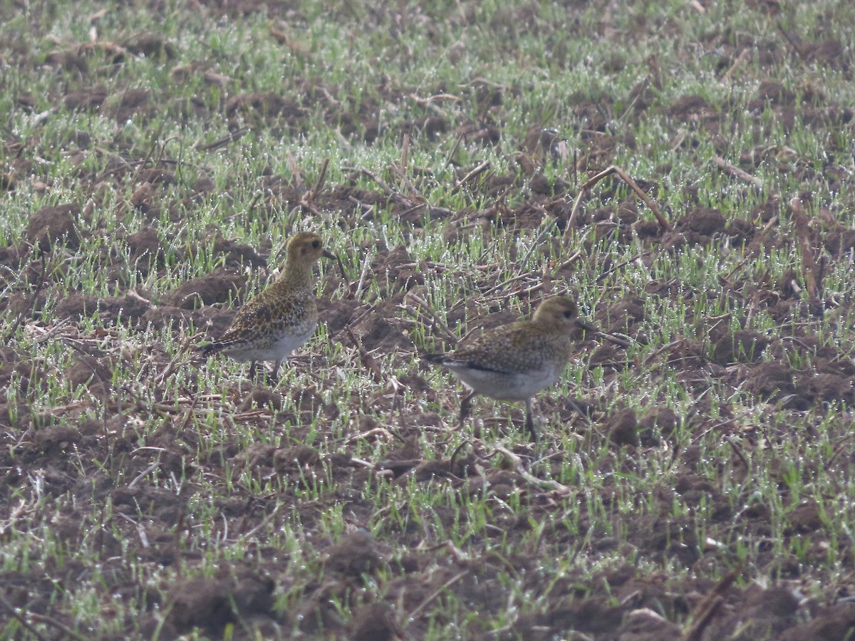 Сивка звичайна - ML645382062