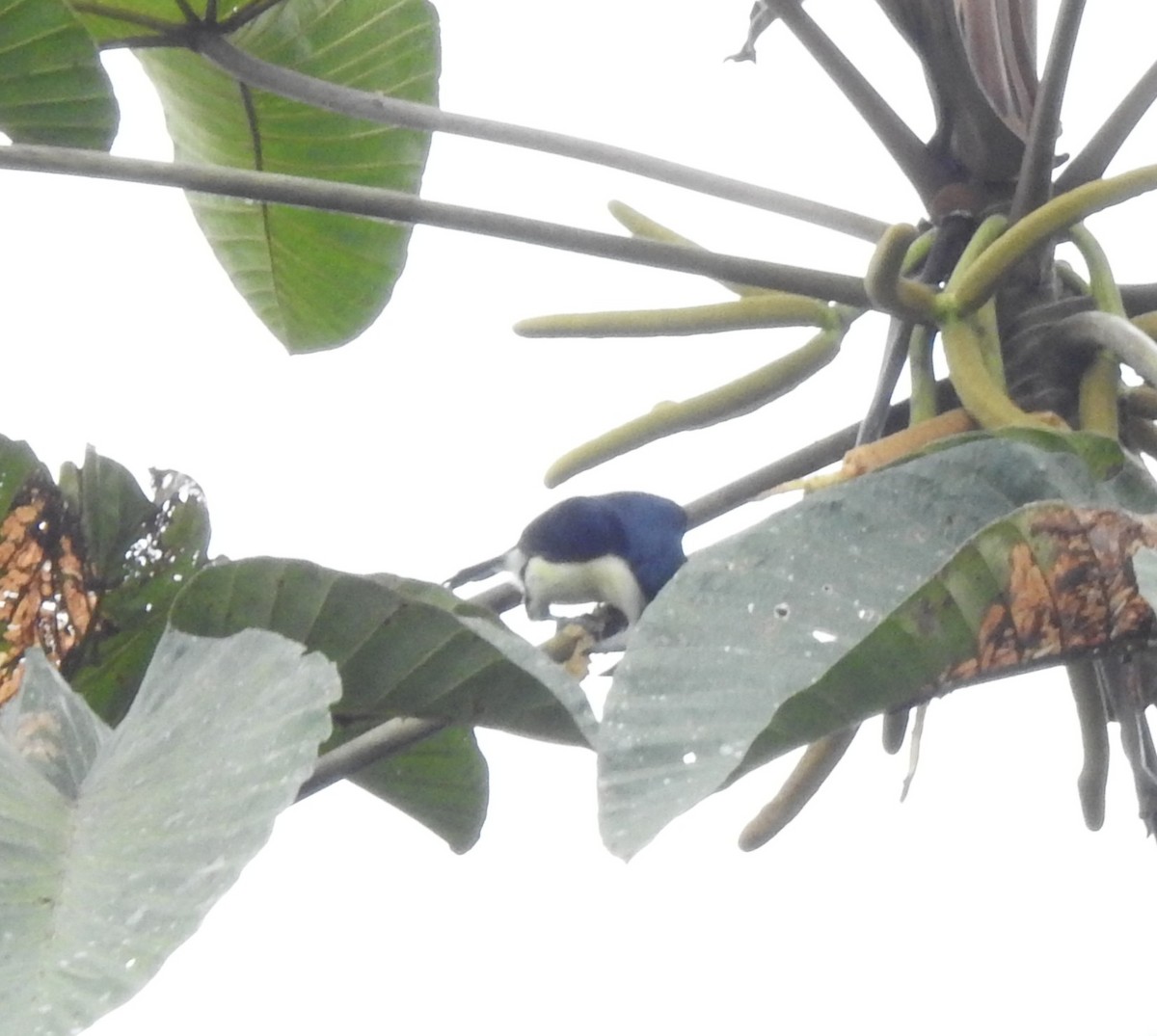 Orange-fronted Barbet - ML645382064