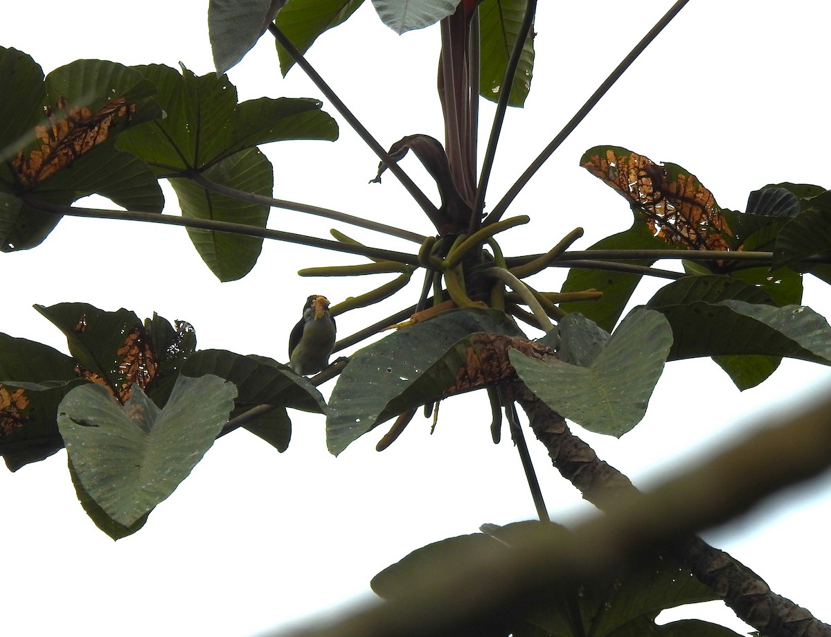 Orange-fronted Barbet - ML645382065