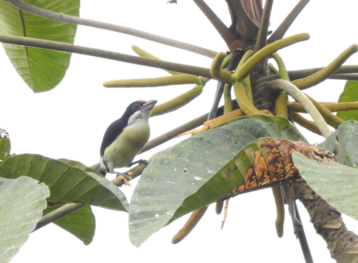 Orange-fronted Barbet - ML645382066
