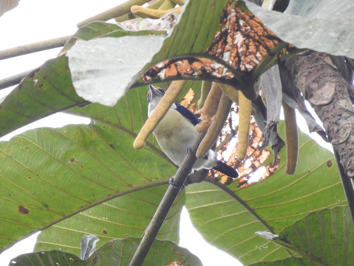 Orange-fronted Barbet - ML645382067