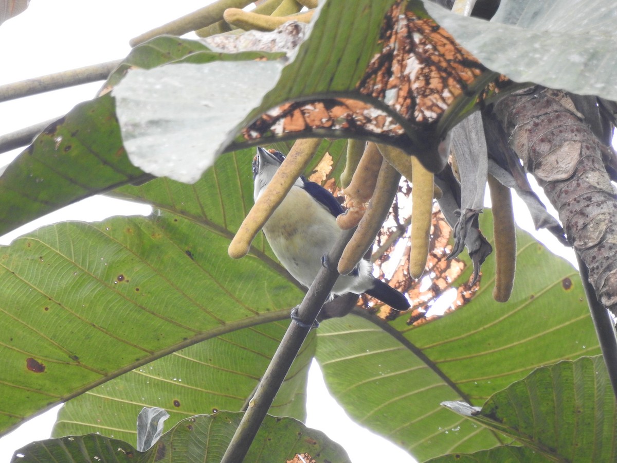 Orange-fronted Barbet - ML645382068