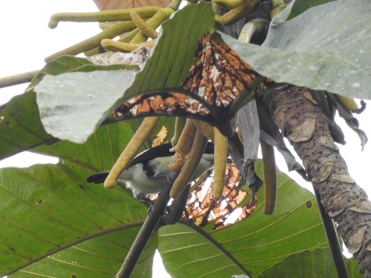 Orange-fronted Barbet - ML645382070