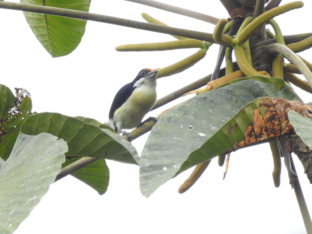 Orange-fronted Barbet - ML645382071