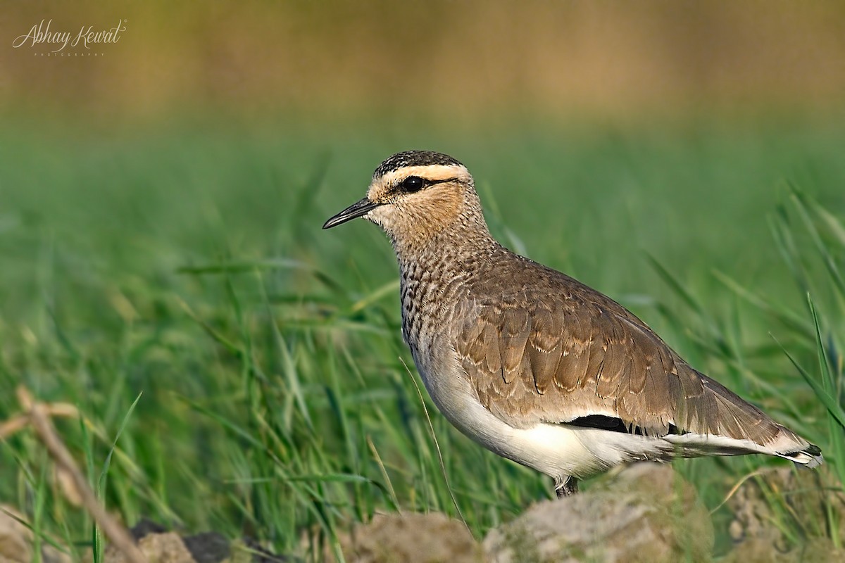 Sociable Lapwing - ML645382075