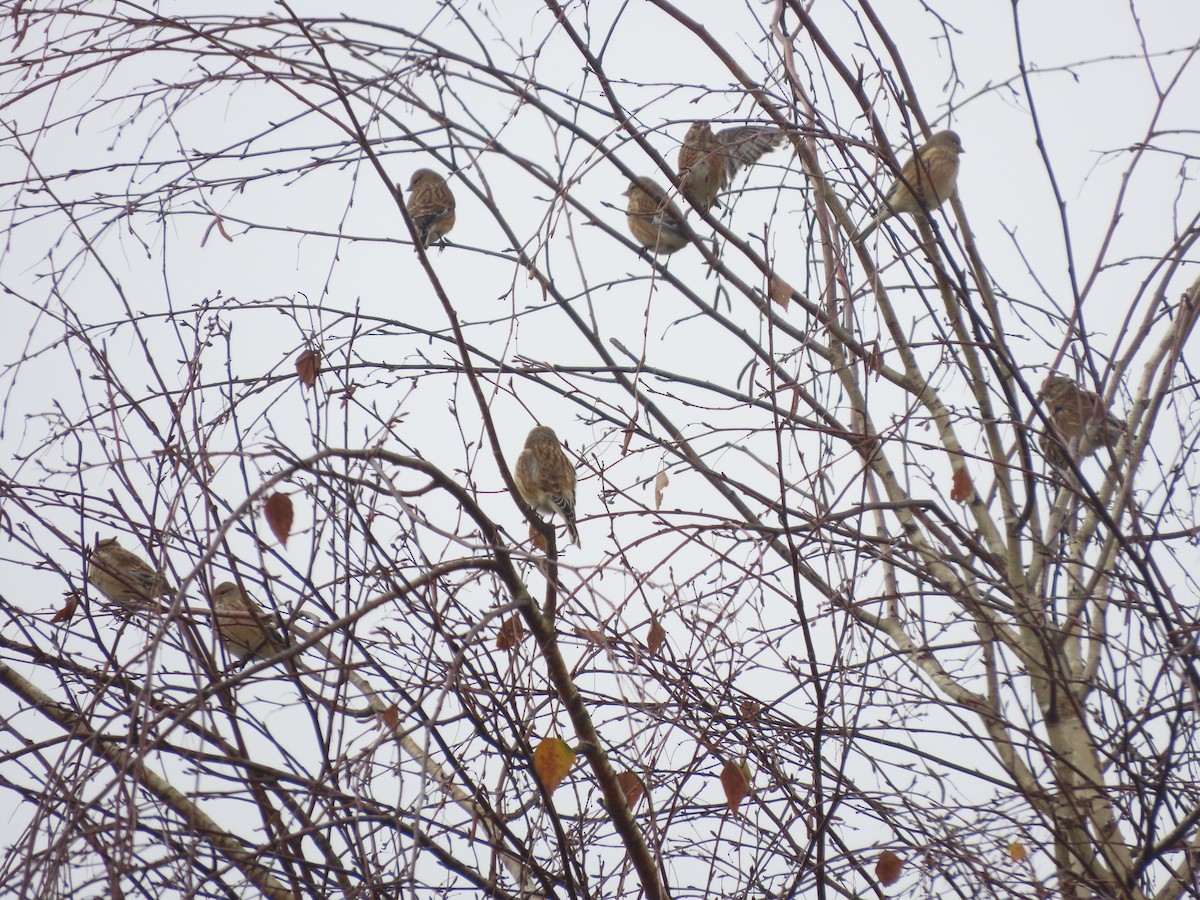 Eurasian Linnet - ML645382078